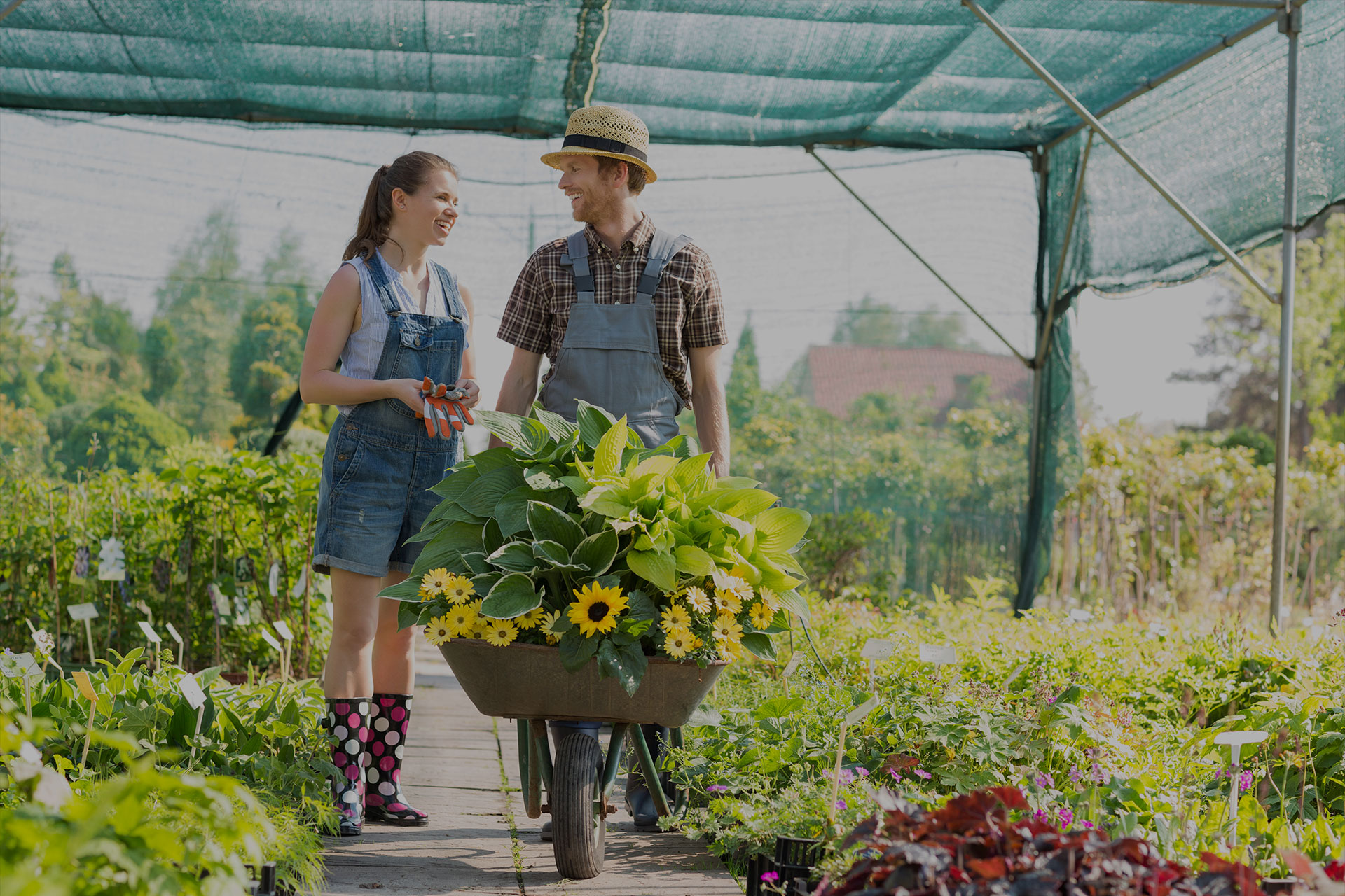 DOĞANIZA RENK KATIN